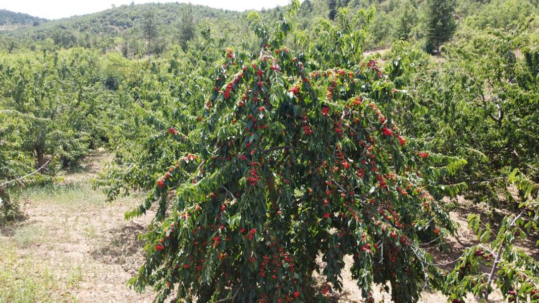 O kentin kirazını almak için Avrupa ülkeleri sıraya girdi! İç pazarda yok denecek kadar, en çok yurt dışına gönderiliyor 4